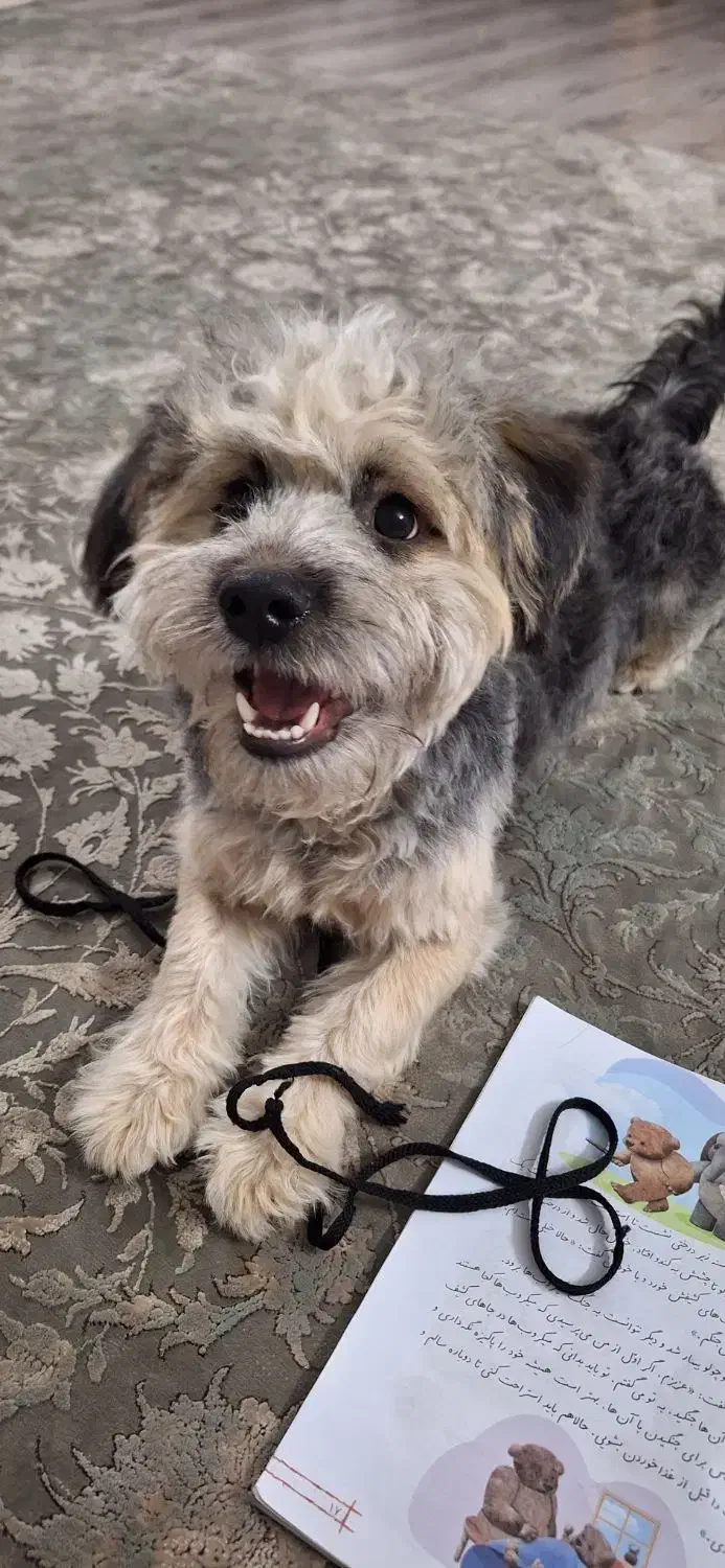 واگذاری رایگان شیتزو تریر|سگ|تهران, نیروی دریایی|دیوار