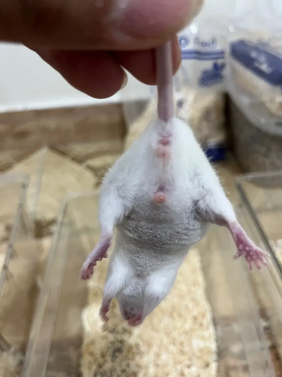 موش آزمایشگاهی|موش و خرگوش|تهران, شیخ هادی|دیوار