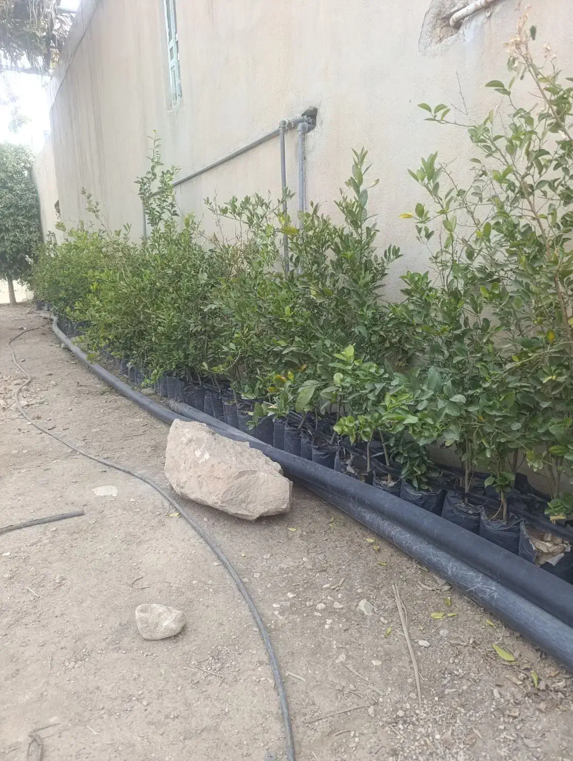 فروش لیمو|خدمات باغبانی و درختکاری|کوه چنار, |دیوار