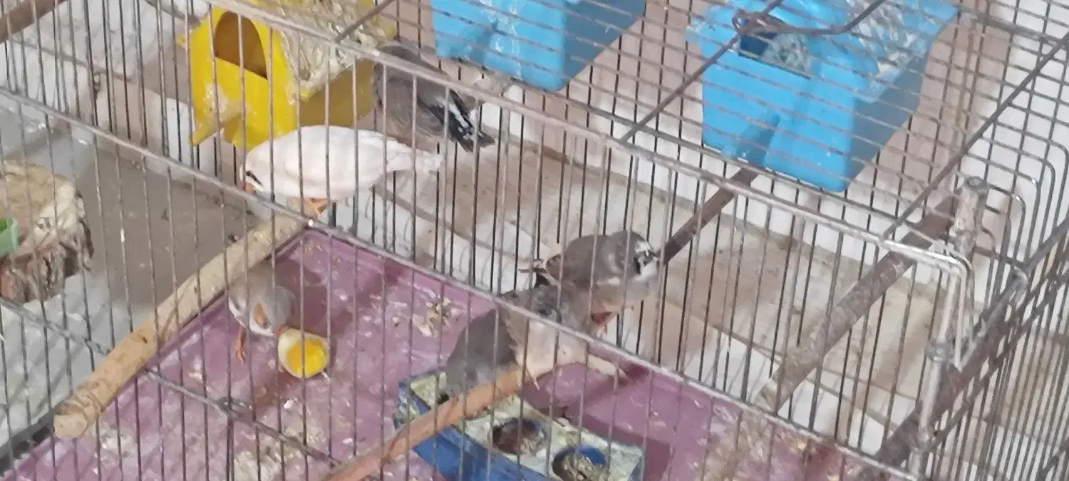 فنچ|پرنده|کوار, |دیوار