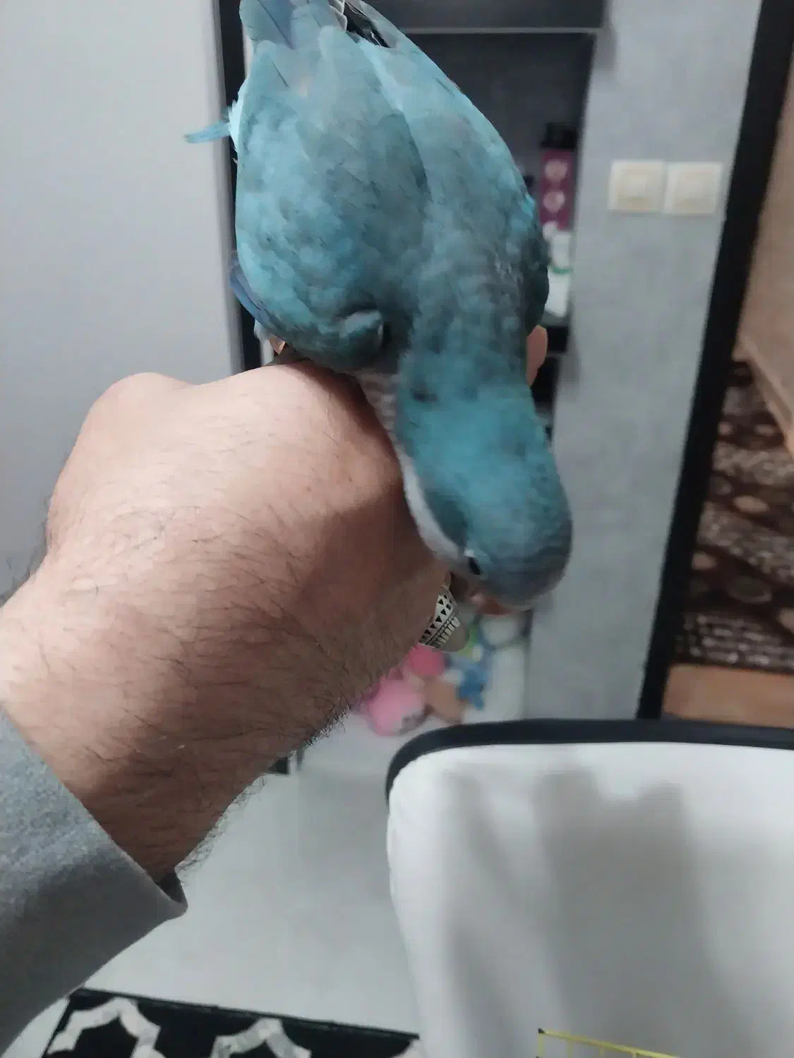 طوطی راهب|پرنده|اردبیل, |دیوار