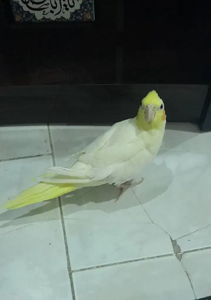 عروس هلندی|پرنده|تهران, خلیج فارس|دیوار