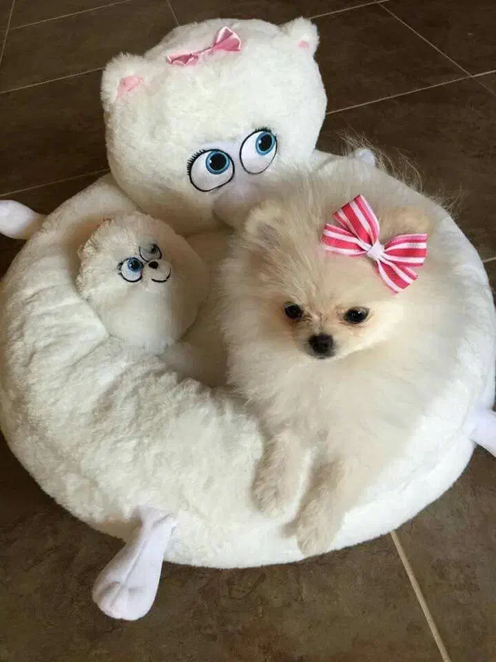 توله پامر خرسی|سگ|تهران, چیتگر جنوبی|دیوار