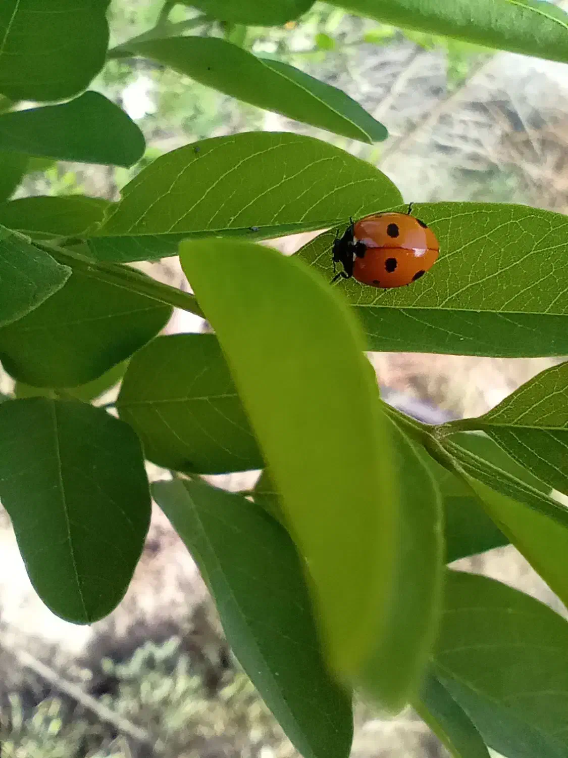 ۲۵۰۰۰متر زمبن برجاده ترانزیت قزوین زنجان|فروش زمین و ملک کلنگی|سلطانیه, |دیوار