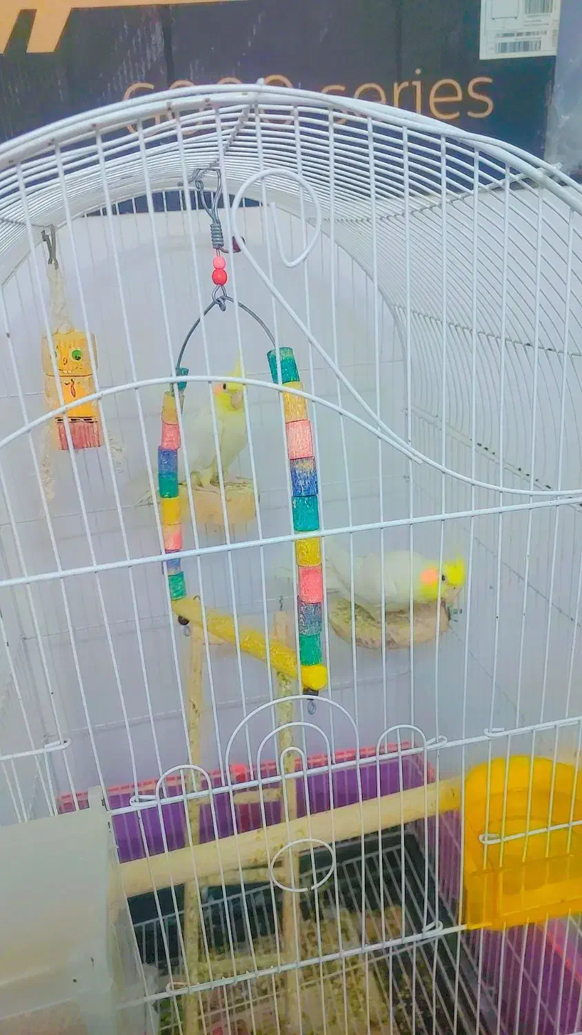 عروس هلندی|پرنده|ساوه, |دیوار