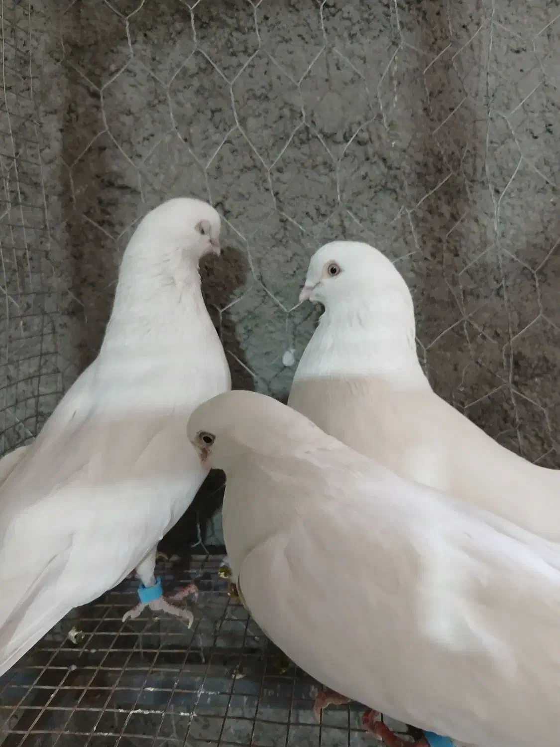 کفتر کبوتر سفید چشم نوک سفید سینه ای|پرنده|خمینی‌شهر, |دیوار