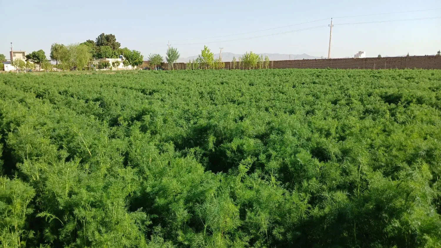 اموزش انواع کشت های پردرامدکشاورزی باسودهی بالا|خدمات آموزشی|تهران, میدان میوه و ترهبار مرکزی|دیوار