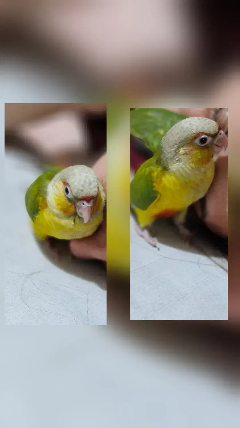 گمشده طوطی گرین جیک|حیوانات|نجف‌آباد, معرفت|دیوار