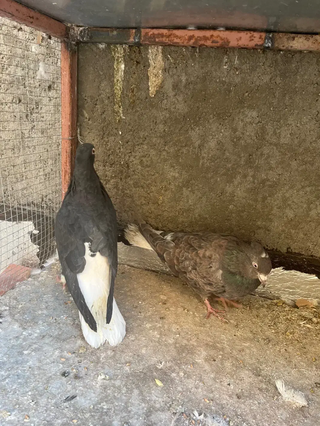 کبوتر جفتی|پرنده|بیرجند, |دیوار