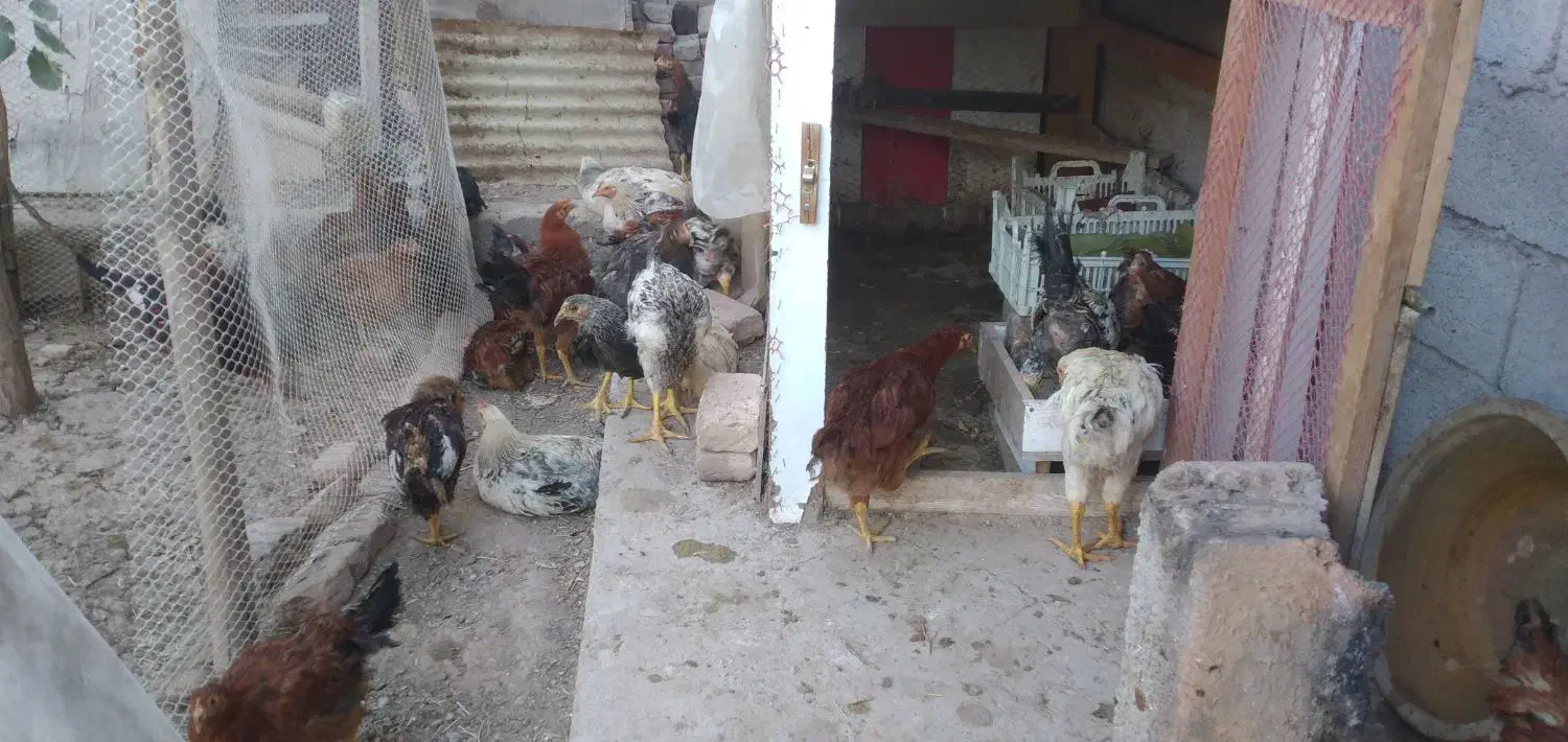 جوجه مرغ و خروس نزدیک تخم گذاری|حیوانات مزرعه|تبریز, |دیوار