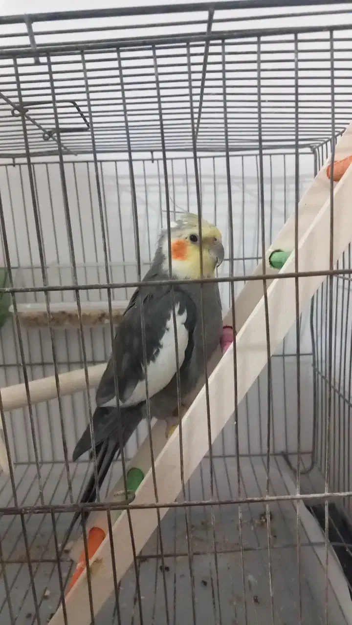 عروس هلندی|پرنده|فامنین, |دیوار