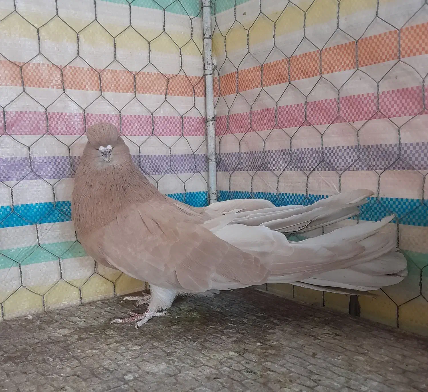 سرور|پرنده|زنجان, |دیوار