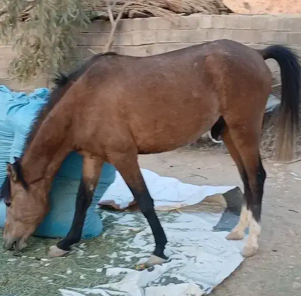 اسب|اسب و تجهیزات اسب‌سواری|جره و بالاده, |دیوار