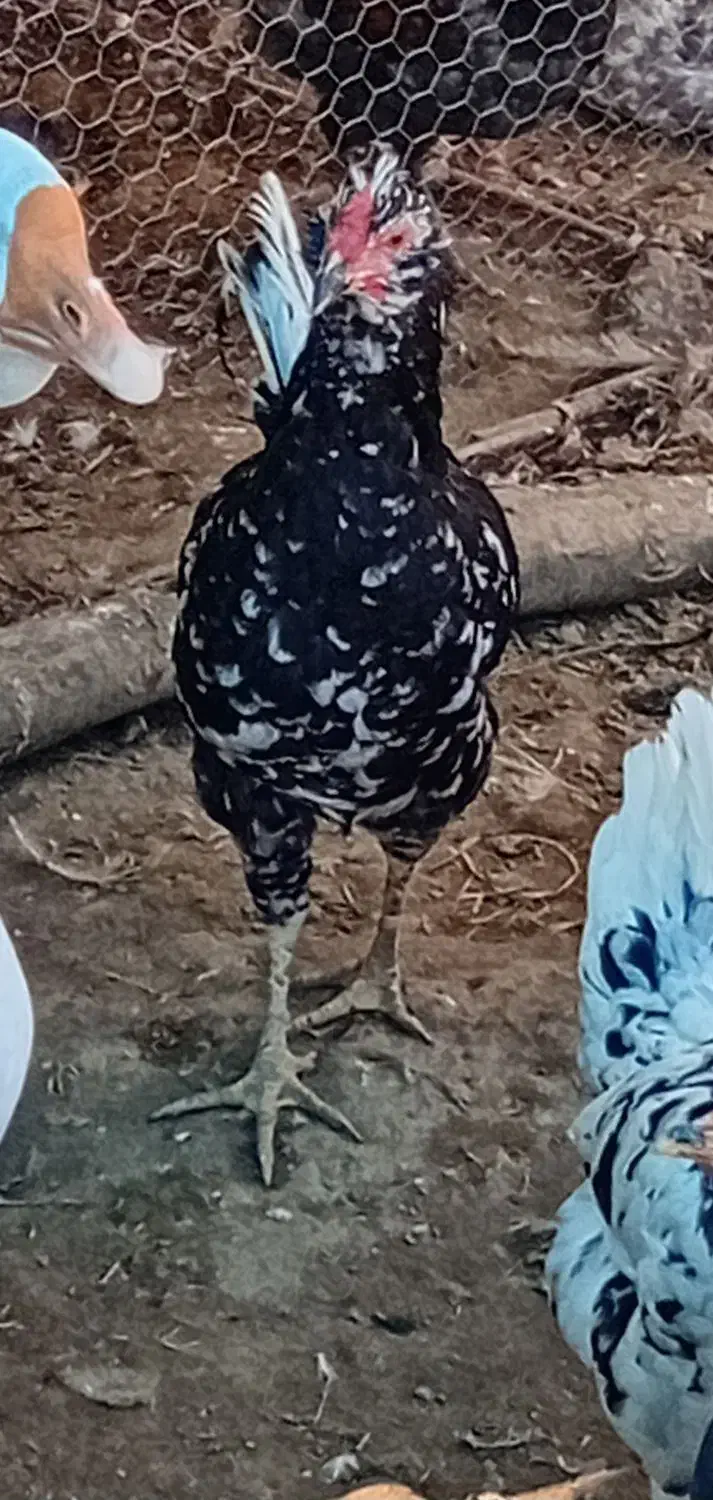 مرغ وخروس گلین جوجه لاری بوقلمون ماده|حیوانات مزرعه|مزرعه کتول, |دیوار