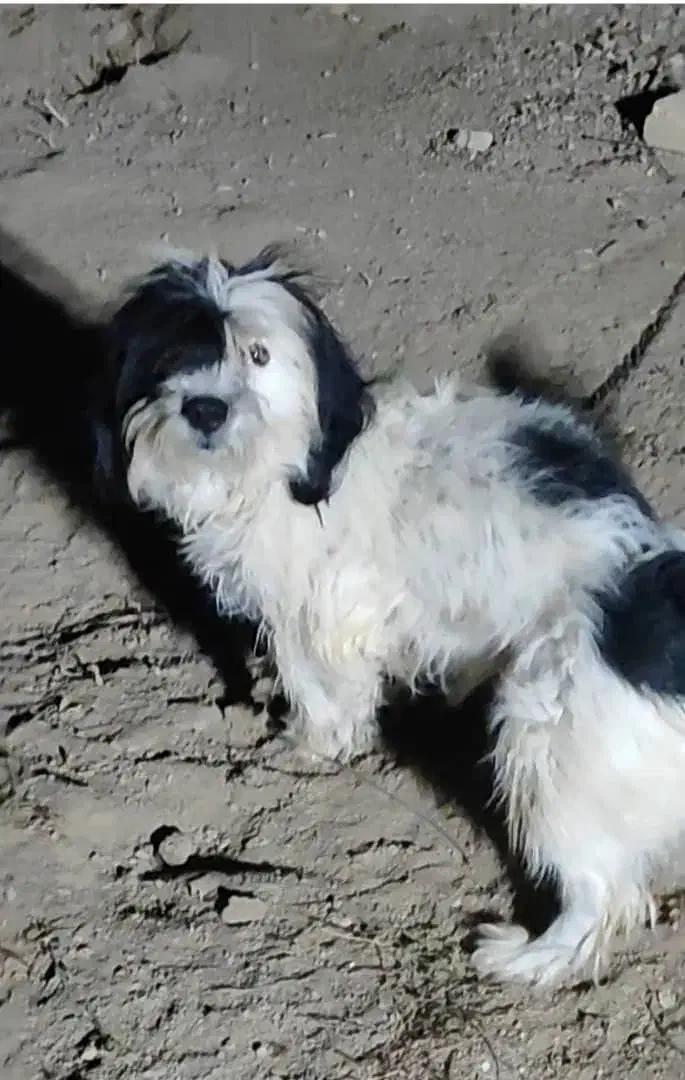 گمشده|حیوانات|سامن, |دیوار