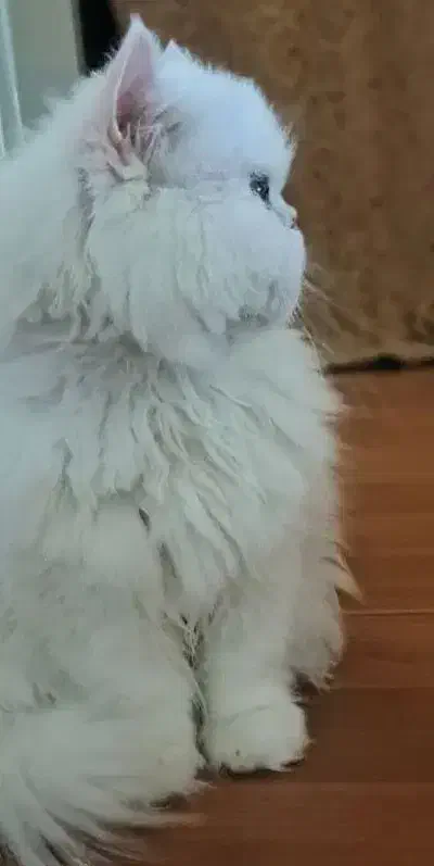 پرشین اصیل|گربه|زرند, |دیوار