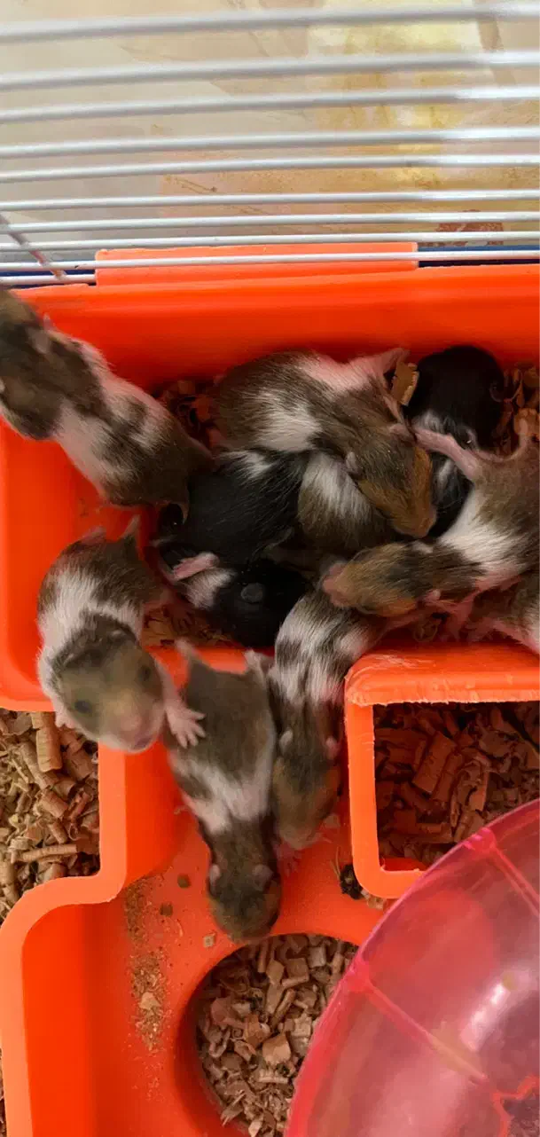 همستر نوزاد|موش و خرگوش|قزوین, |دیوار