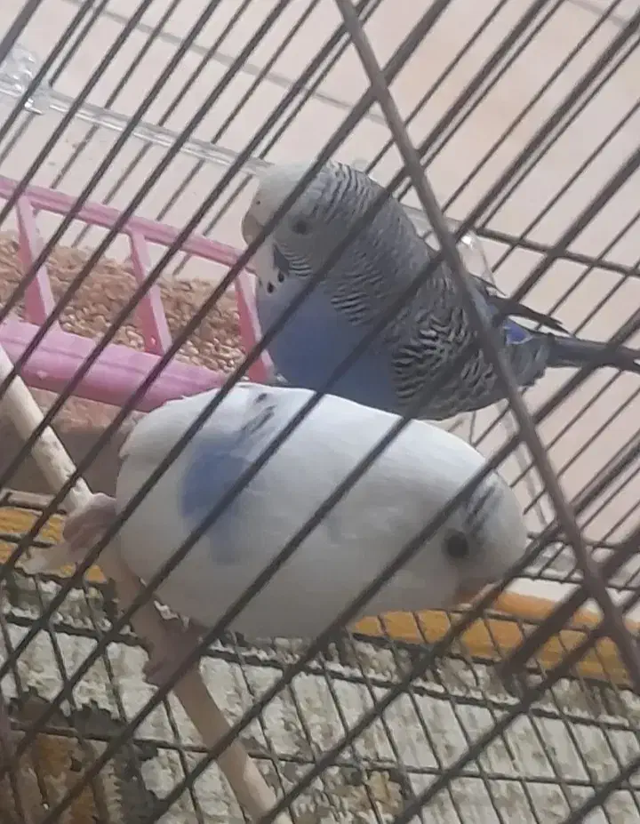 مرغ عشق سالم و سرحال|پرنده|گلپایگان, |دیوار