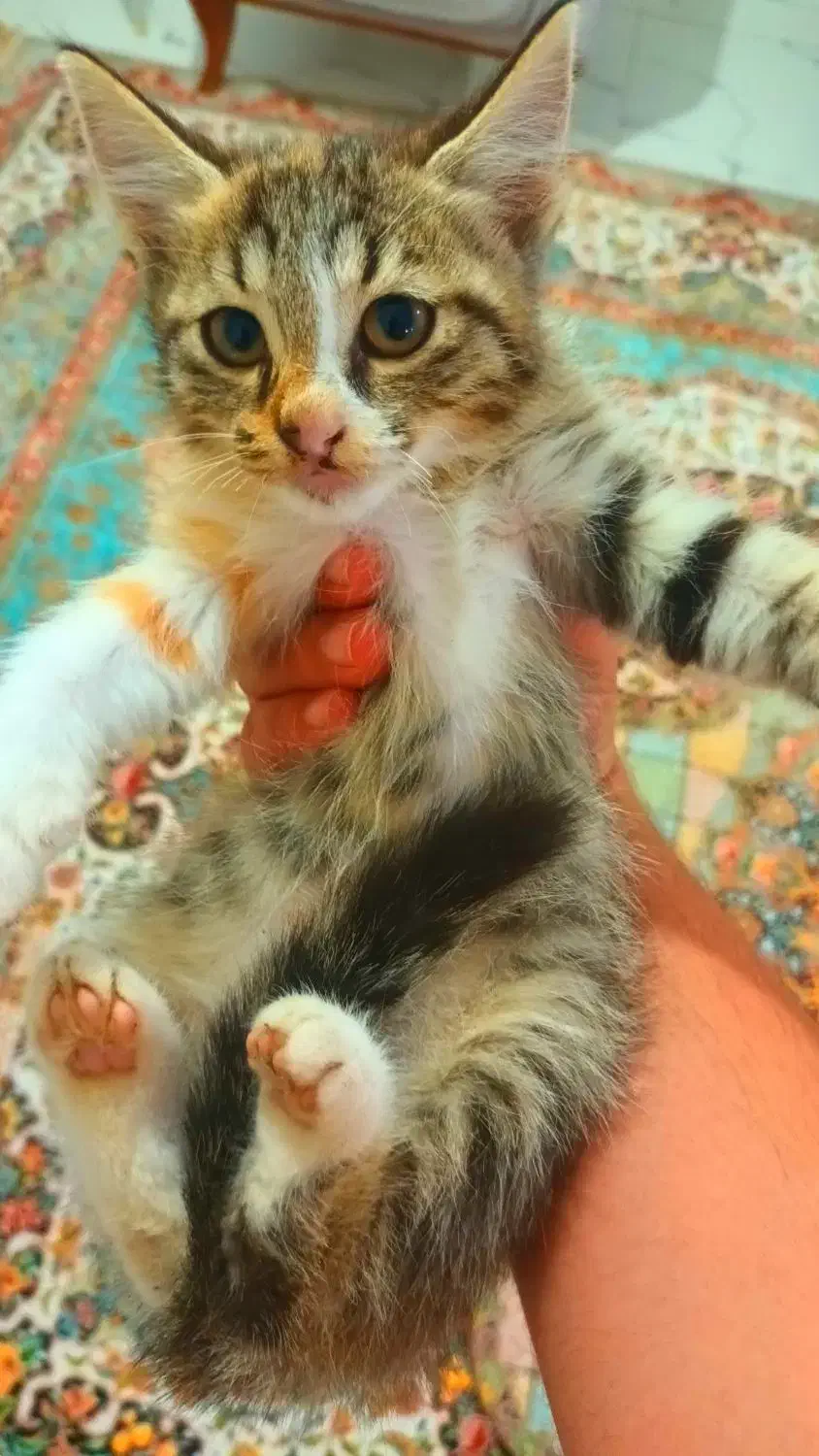 گربه نژاد DSH|گربه|قائمشهر, |دیوار