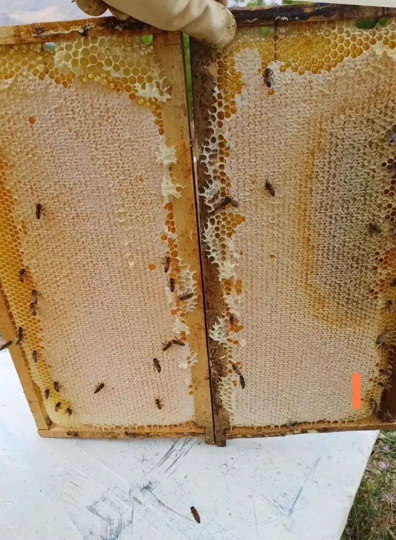 عسل طبیعی کوهستان|خوردنی و آشامیدنی|نمشیر, |دیوار