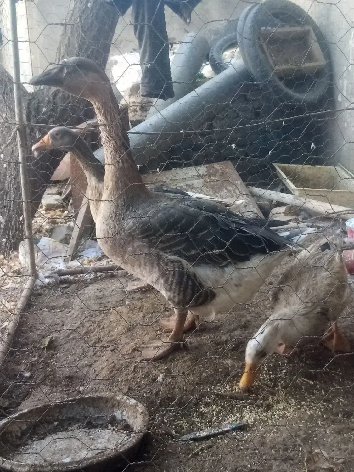 قو قاز نر و غاز محلی ماده و یک عدد اردک نر رایگان|حیوانات مزرعه|هریس, |دیوار