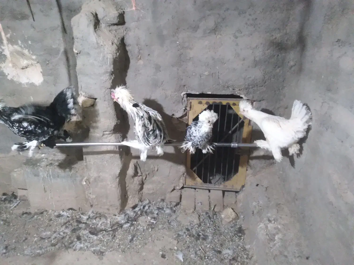 مرغ و خروس سلطان و جوجه لاری|حیوانات مزرعه|یزد, |دیوار