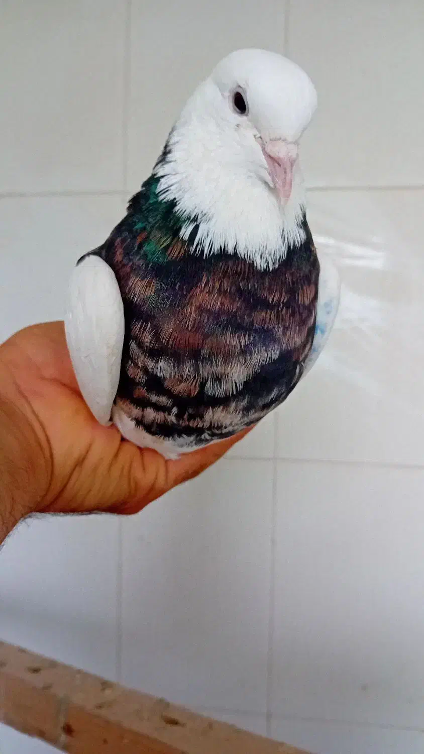 طوقی نر هفت رنگ شهریار رزکان استم|پرنده|شهریار, شهرک بهاران (ویره)|دیوار