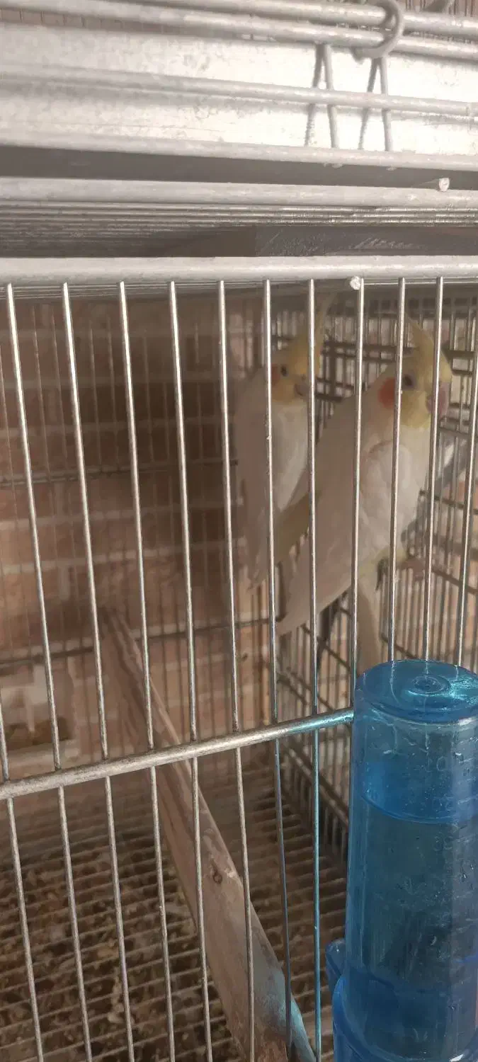 عروس هلندی جفت مولد حراج|پرنده|مبارکه, |دیوار