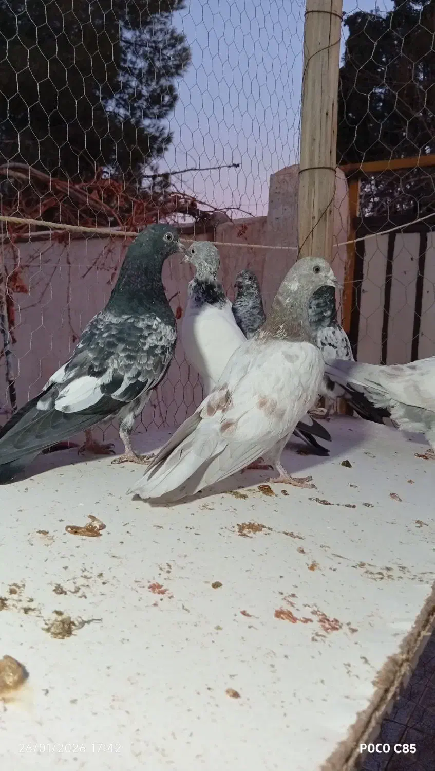 کبوتر جوجه،مفلق تیدی|پرنده|شاهینشهر, کوی مهدیه|دیوار