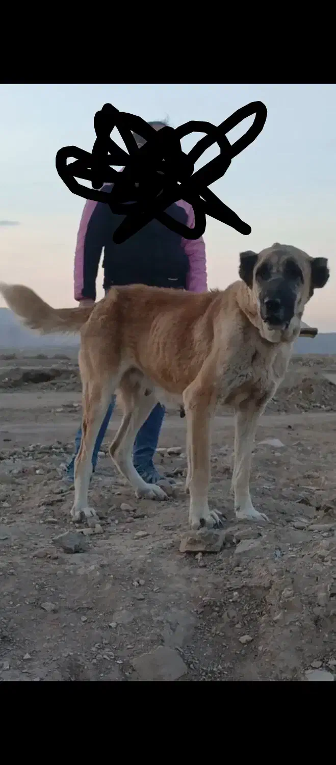 سگ ماده خراسانی|سگ|فشاپویه, |دیوار