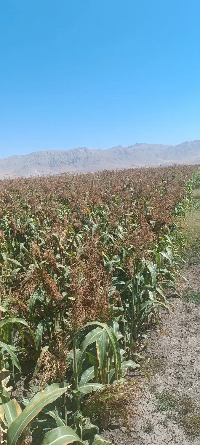 جارو محلی دستی (گزی گال)|عمده‌فروشی|روانسر, |دیوار