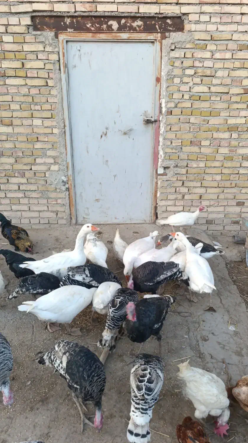 غاز محلی|حیوانات مزرعه|بستان آباد, |دیوار