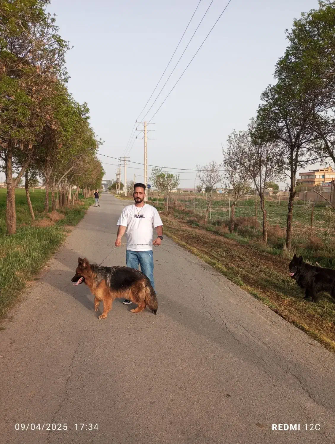 ماده ژرمن شوداین مو بلند وارداتی بفروش میرسد|سگ|کهریزک, |دیوار