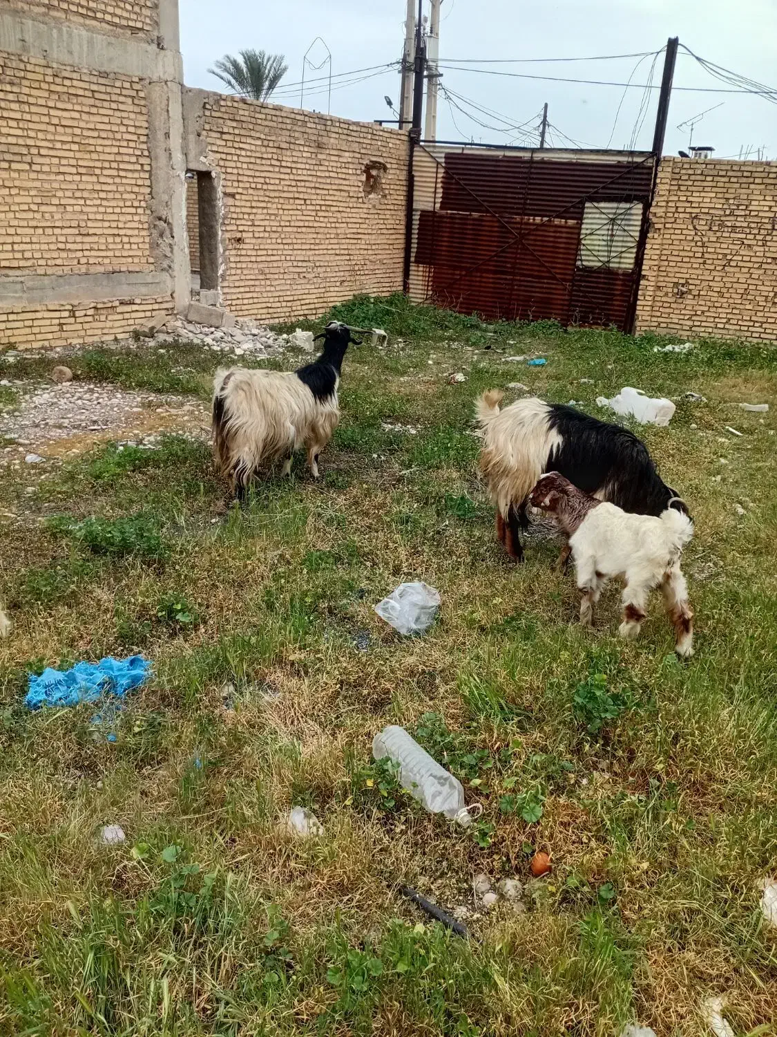 سلام سه|حیوانات مزرعه|دزفول, |دیوار