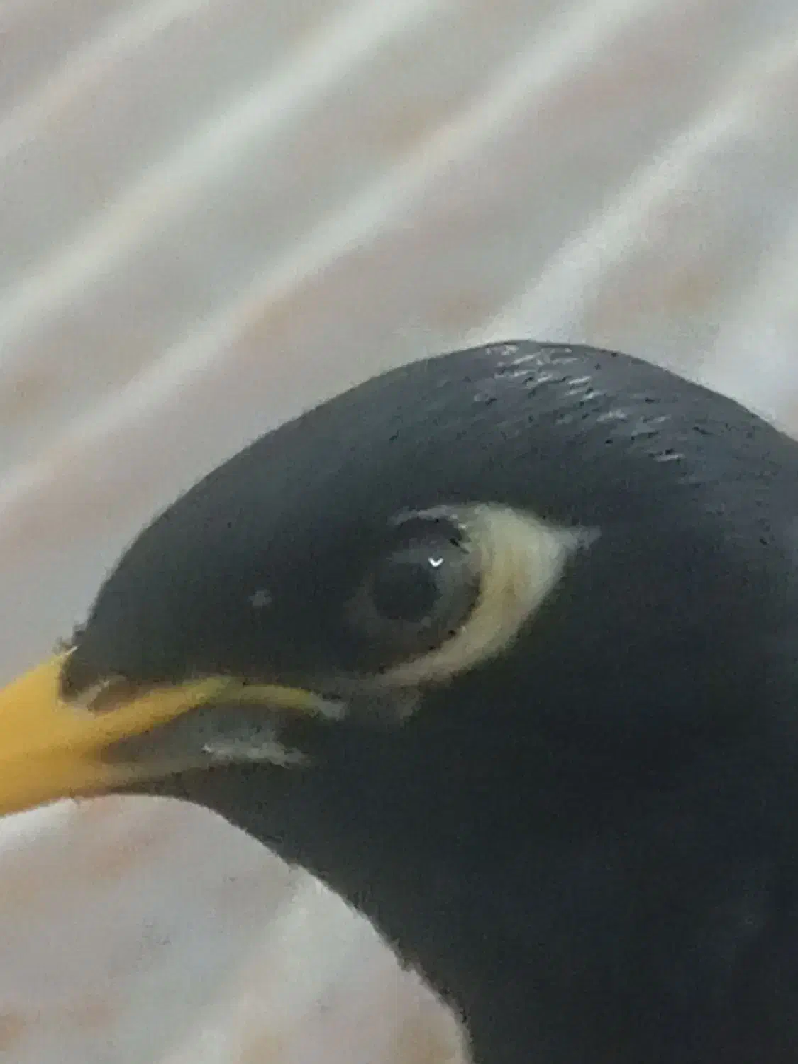 پرنده مینا|پرنده|کشکسرای, |دیوار