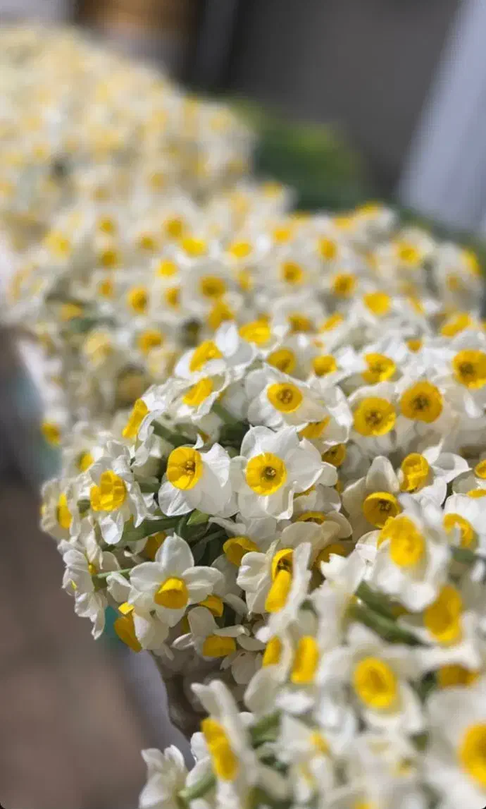 گل نرگس شیراز|گل و گیاه طبیعی|کرمان, |دیوار