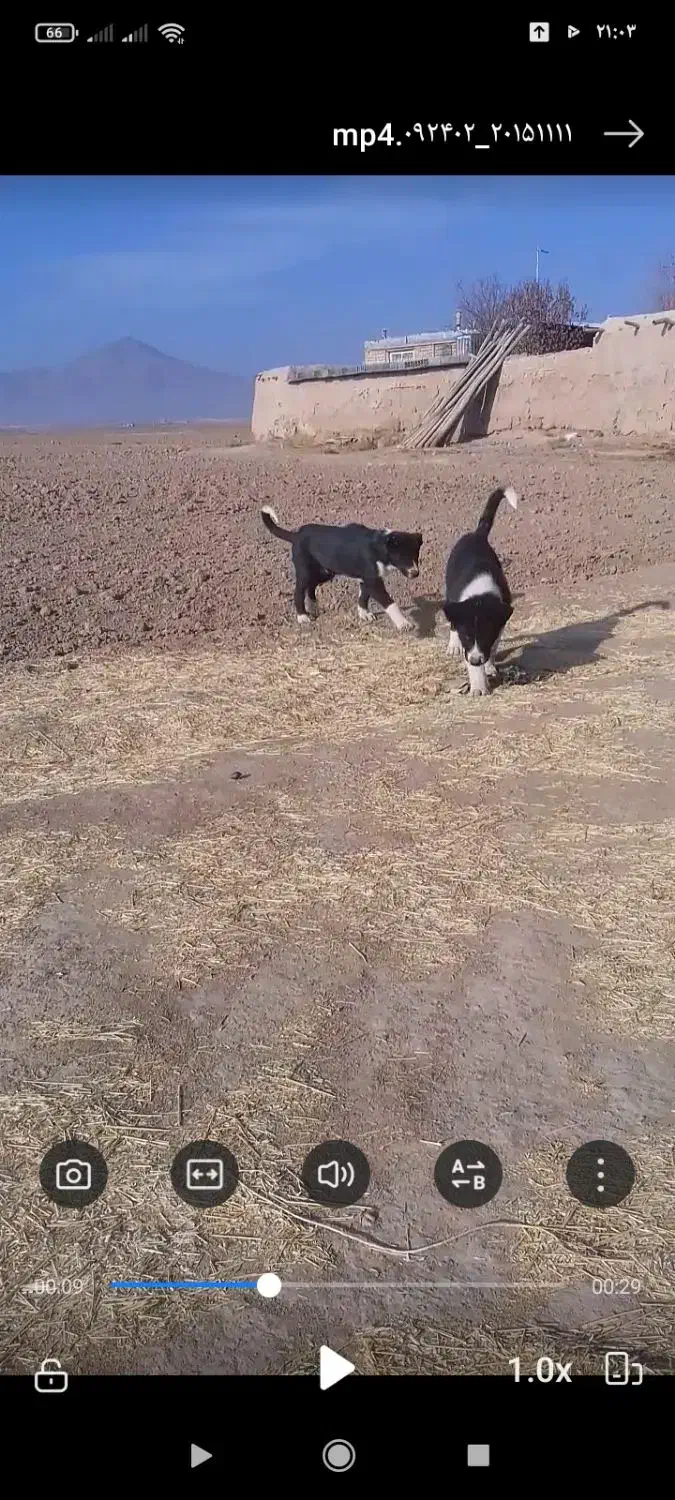 توله سگ|سگ|ساروق, |دیوار