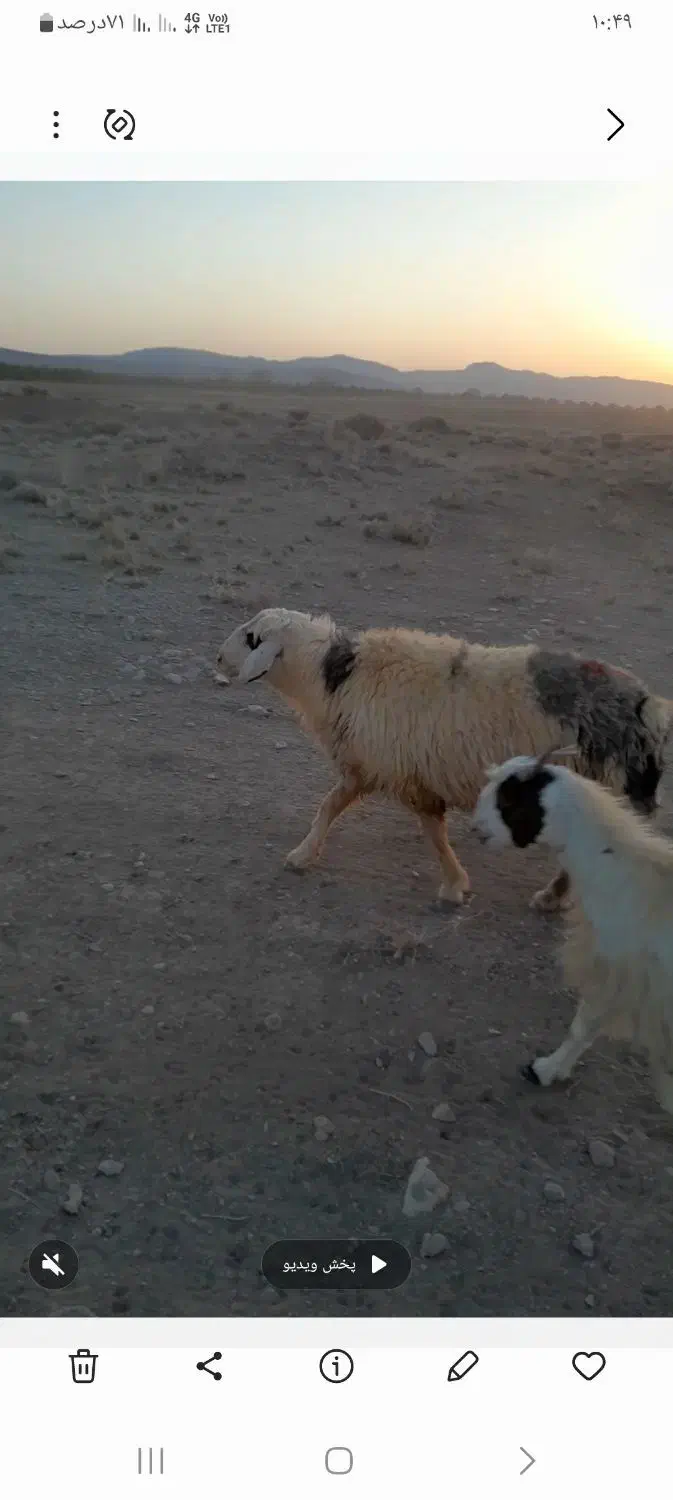 قوچ فروشی|حیوانات مزرعه|بهمن صغاد, |دیوار