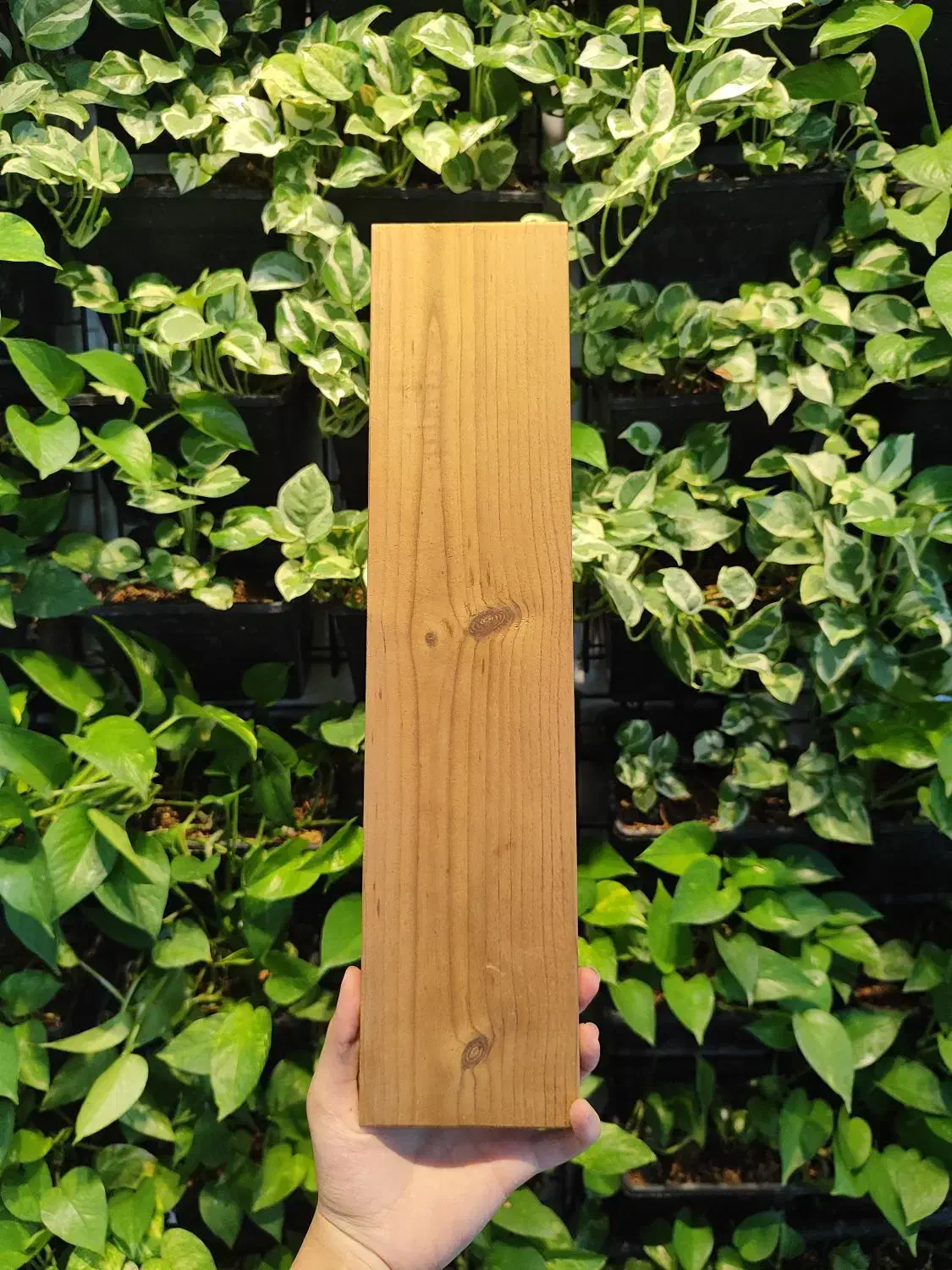 چوب ترمو روس|عمدهفروشی|اصفهان, تخت فولاد|دیوار