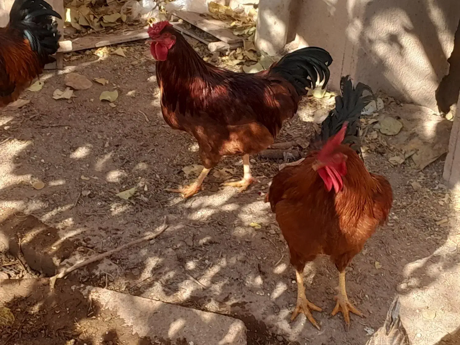 فروش ۴عدد خروس|حیوانات مزرعه|ساروق, |دیوار