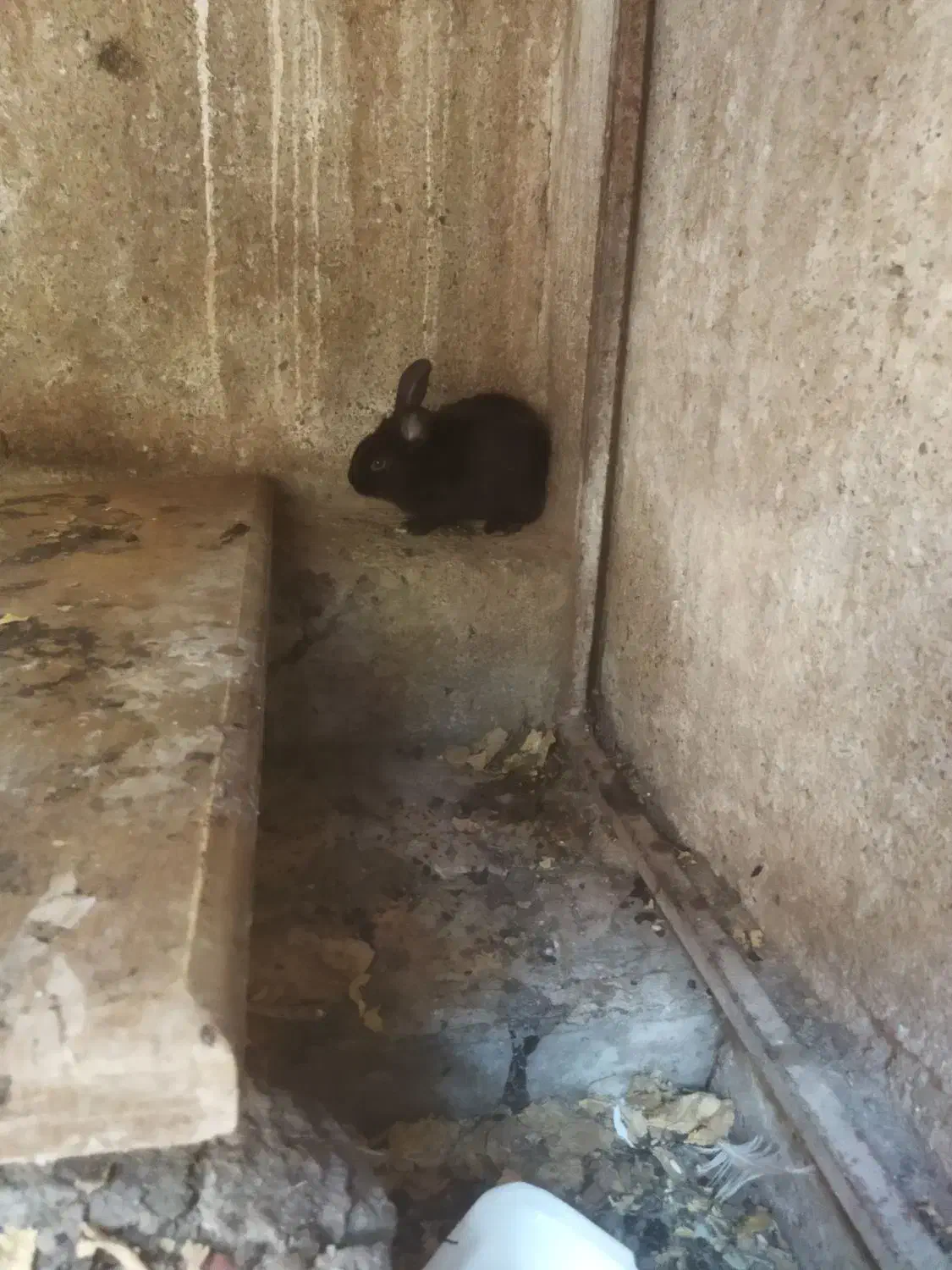 خرگوش|موش و خرگوش|ارومیه, |دیوار