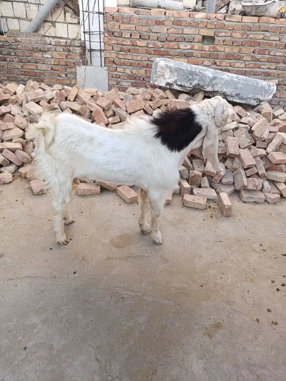 نر بز پاکستانی|حیوانات مزرعه|زاهدان, |دیوار