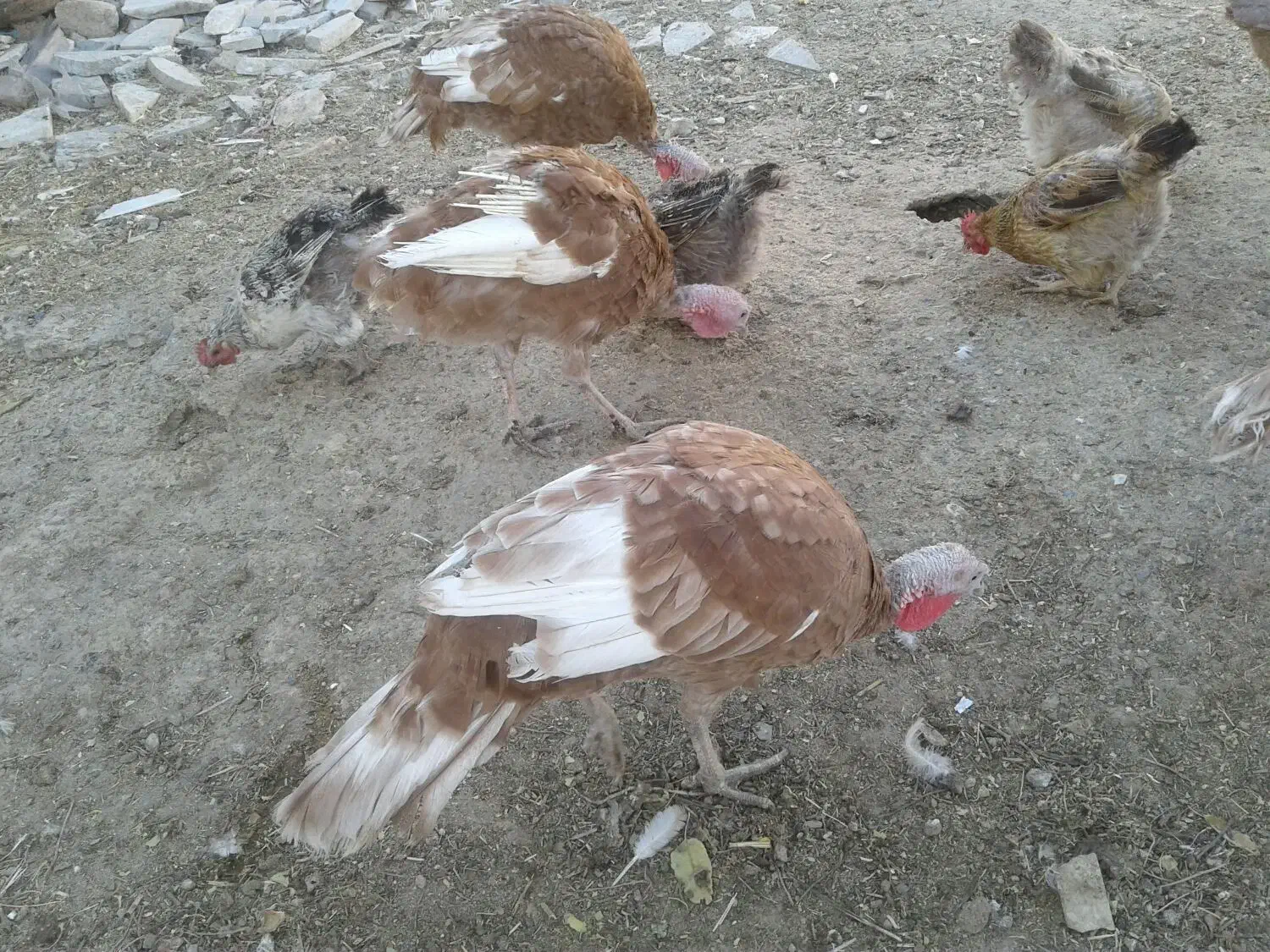 فروش پرنده باقیمت مناسب|پرنده|اشترینان, |دیوار