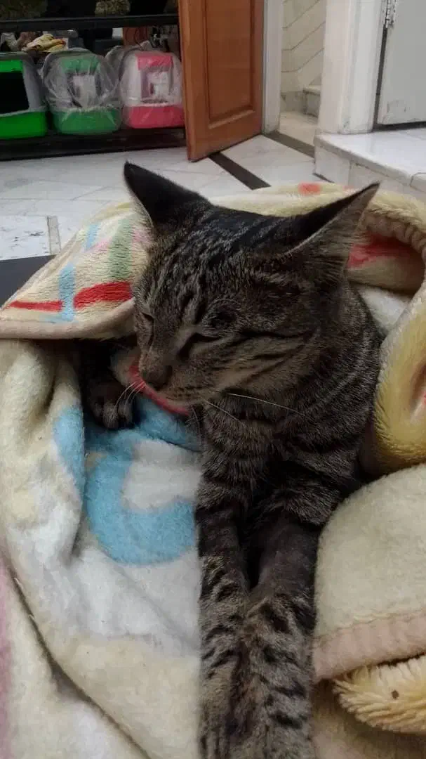 سلام یه گربه نر ۶‌ماهه پاش شکسته و الان عمل شده|گربه|اندیشه, اندیشه فاز ۲|دیوار