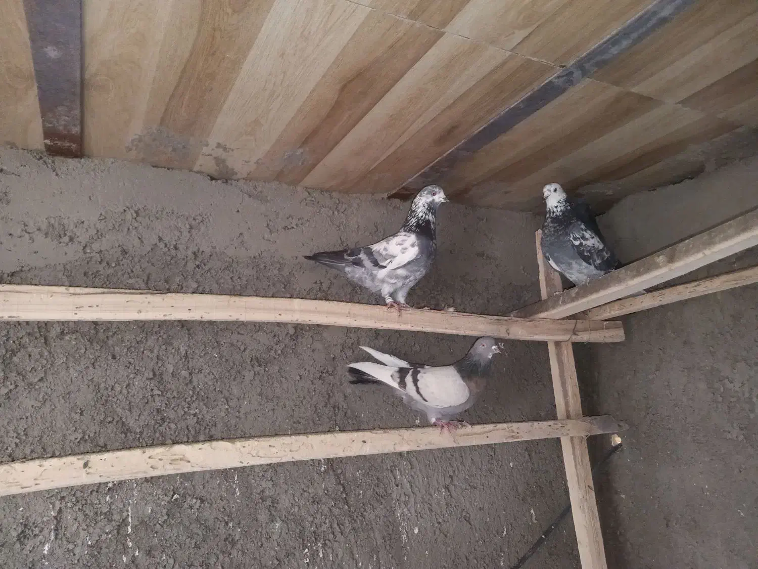 کفتر فروشی|پرنده|سامن, |دیوار