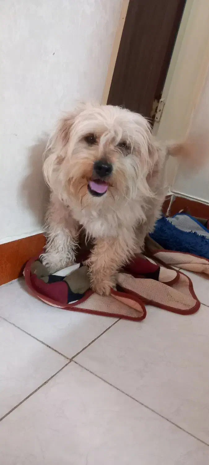 سگ  شیتزو|سگ|نسیم‌شهر, |دیوار