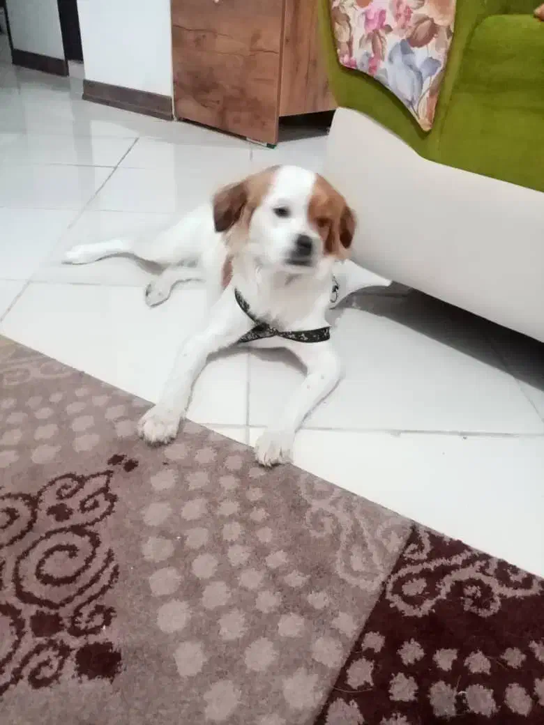 سگ خانگی|سگ|شیراز, معالی‌آباد|دیوار