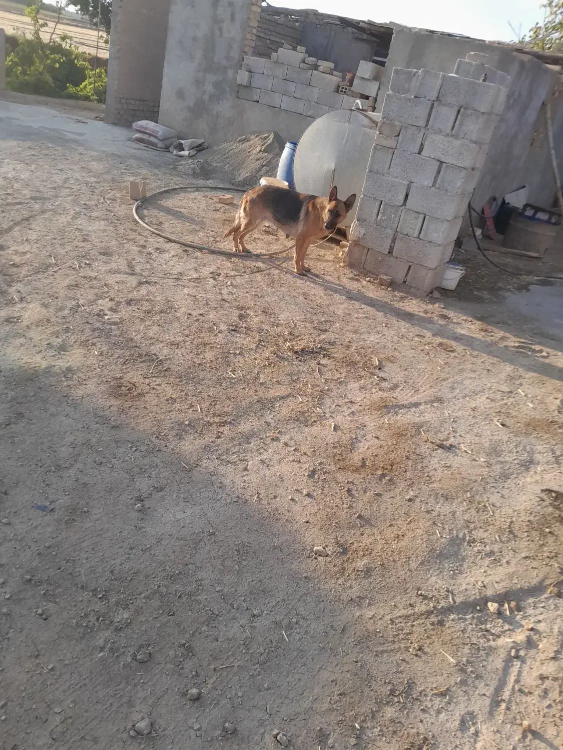سگ ژرمن|سگ|همدان, |دیوار