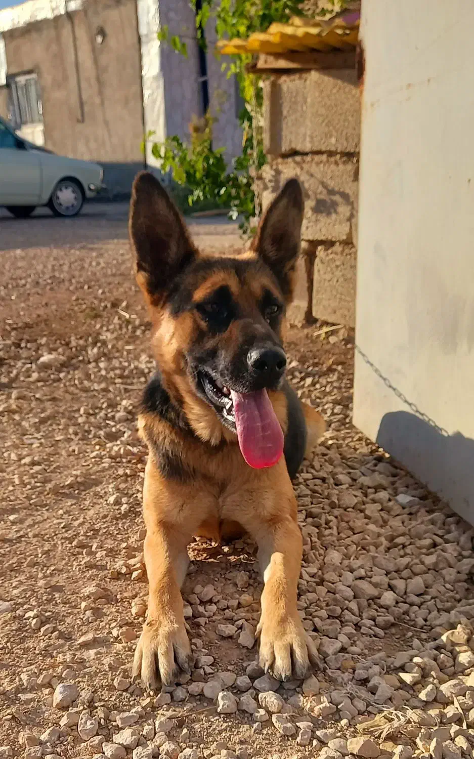 سگ ژرمن شپرد اصیل نر|سگ|کرمانشاه, |دیوار