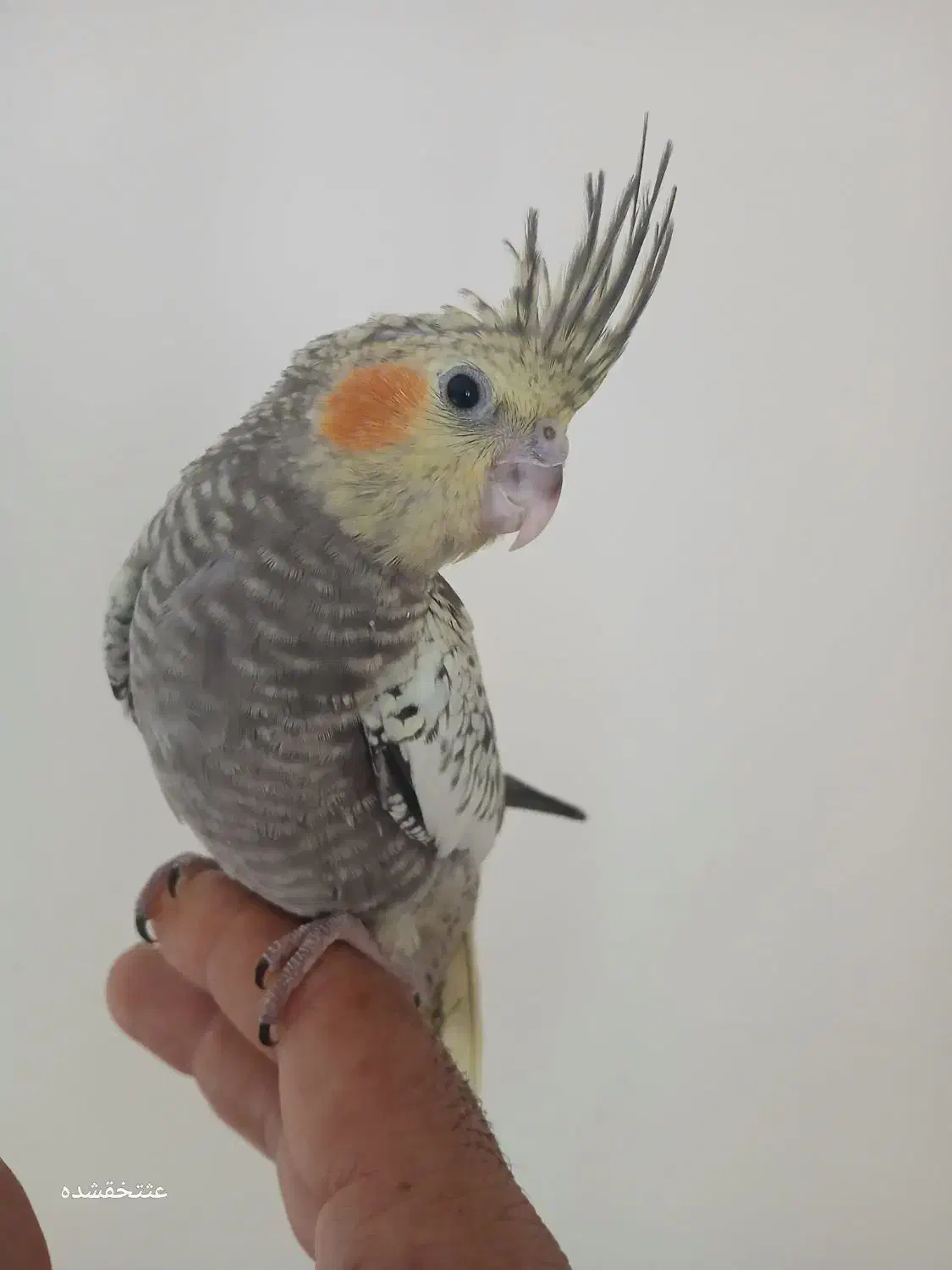 جوجهعروسهلندیرامودستی|پرنده|فردیس, شهرک ارم|دیوار